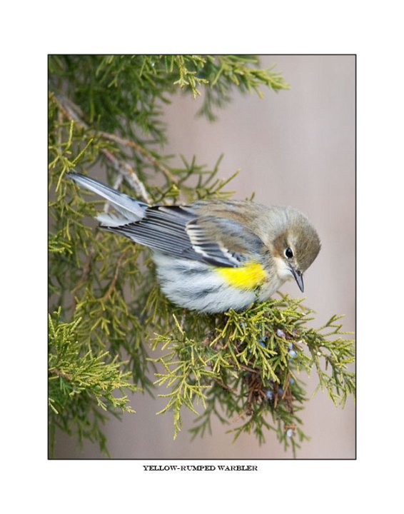 7551-1 yellow-rumpted warbler.jpg